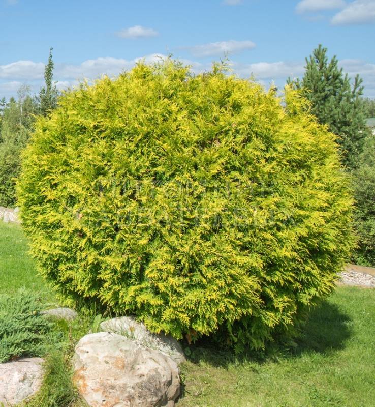 Туя западная Голден Глоб (Golden Globe)