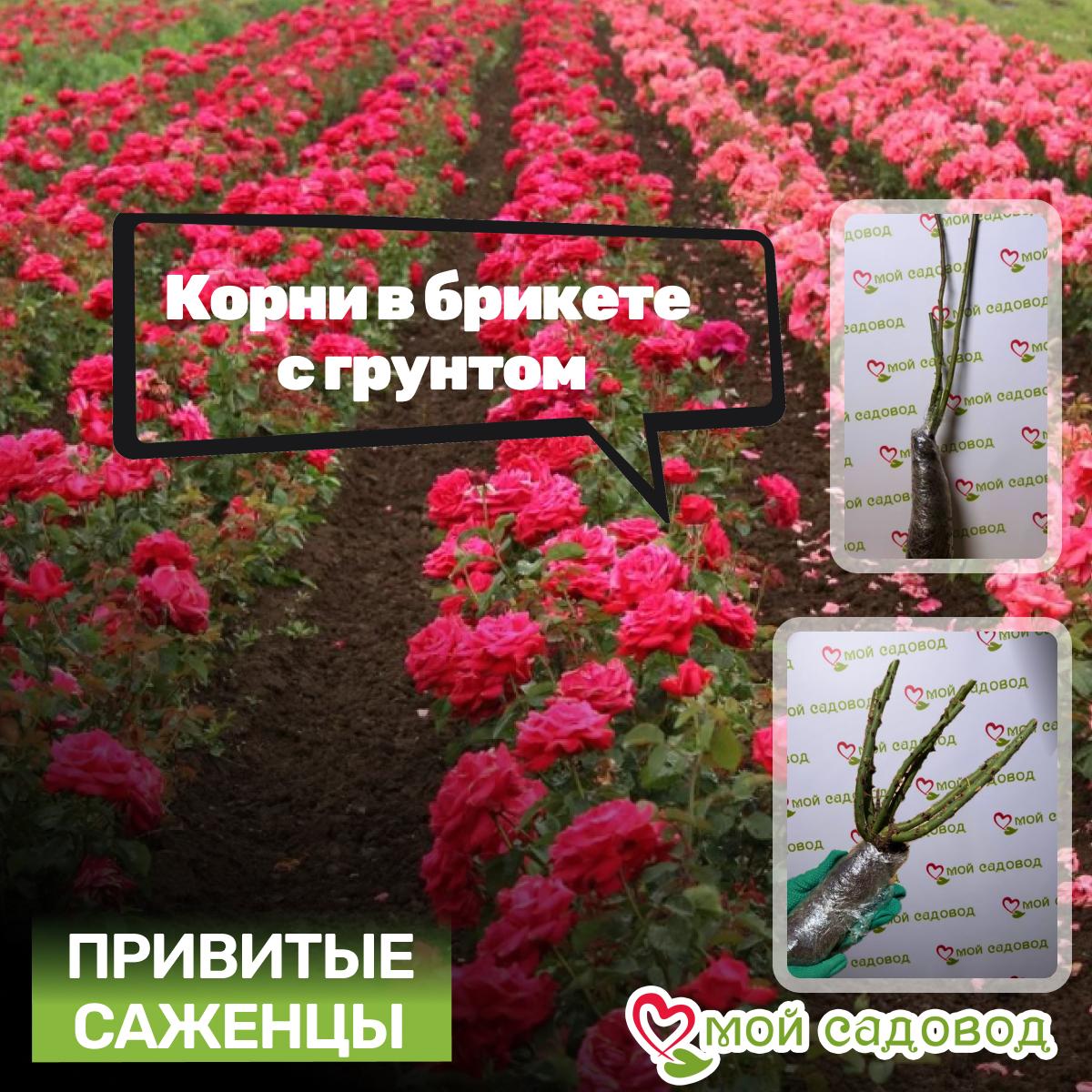 Роза парковая Фердинанд Пичард