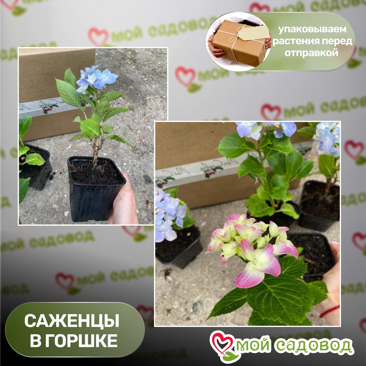 Гортензия крупнолистная Тиволи