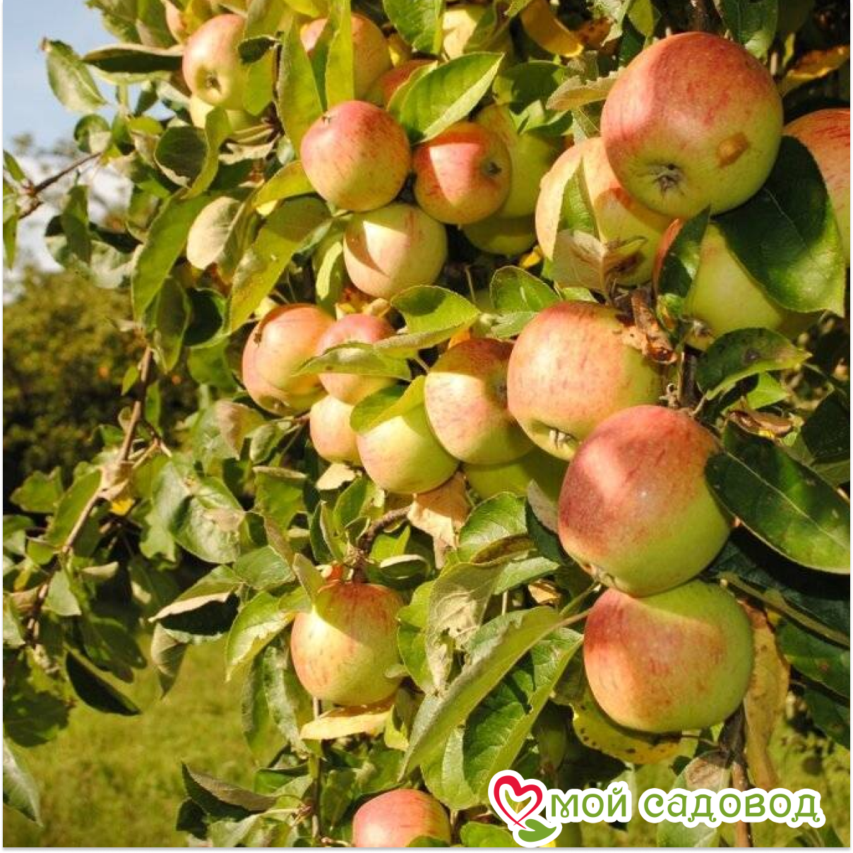 Яблоня Яблочный спас