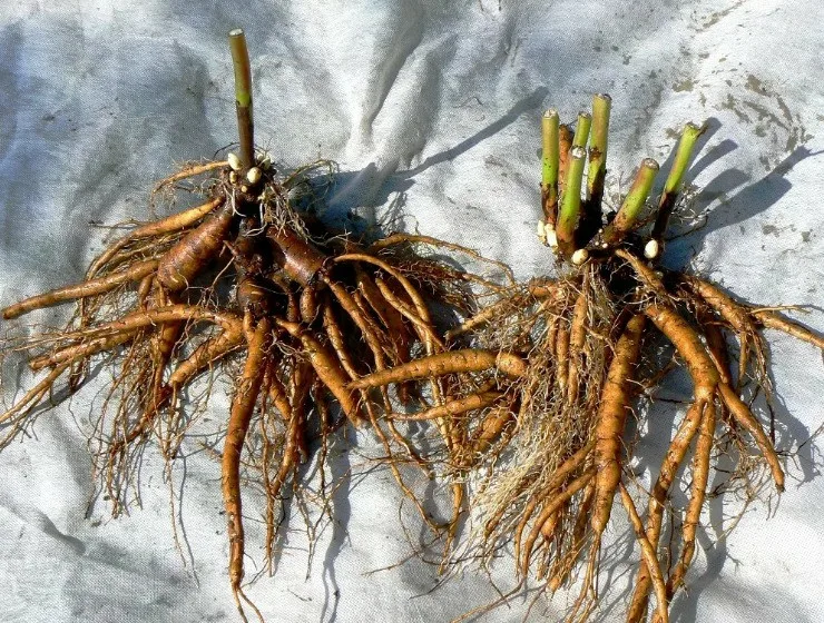 Лилейник Солар Вин